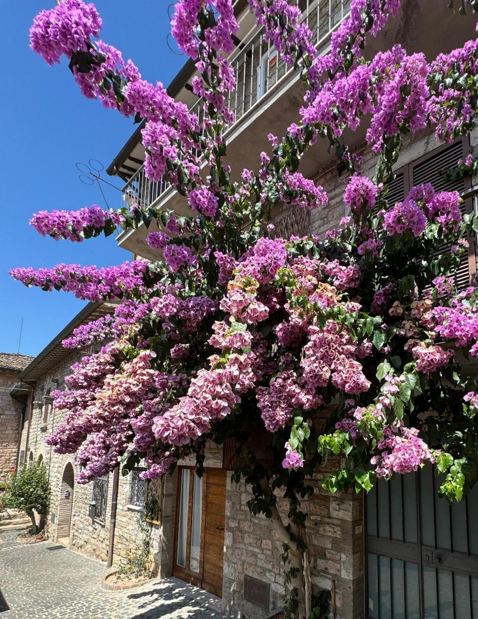 La Bouganville Assisi Exteriér fotografie